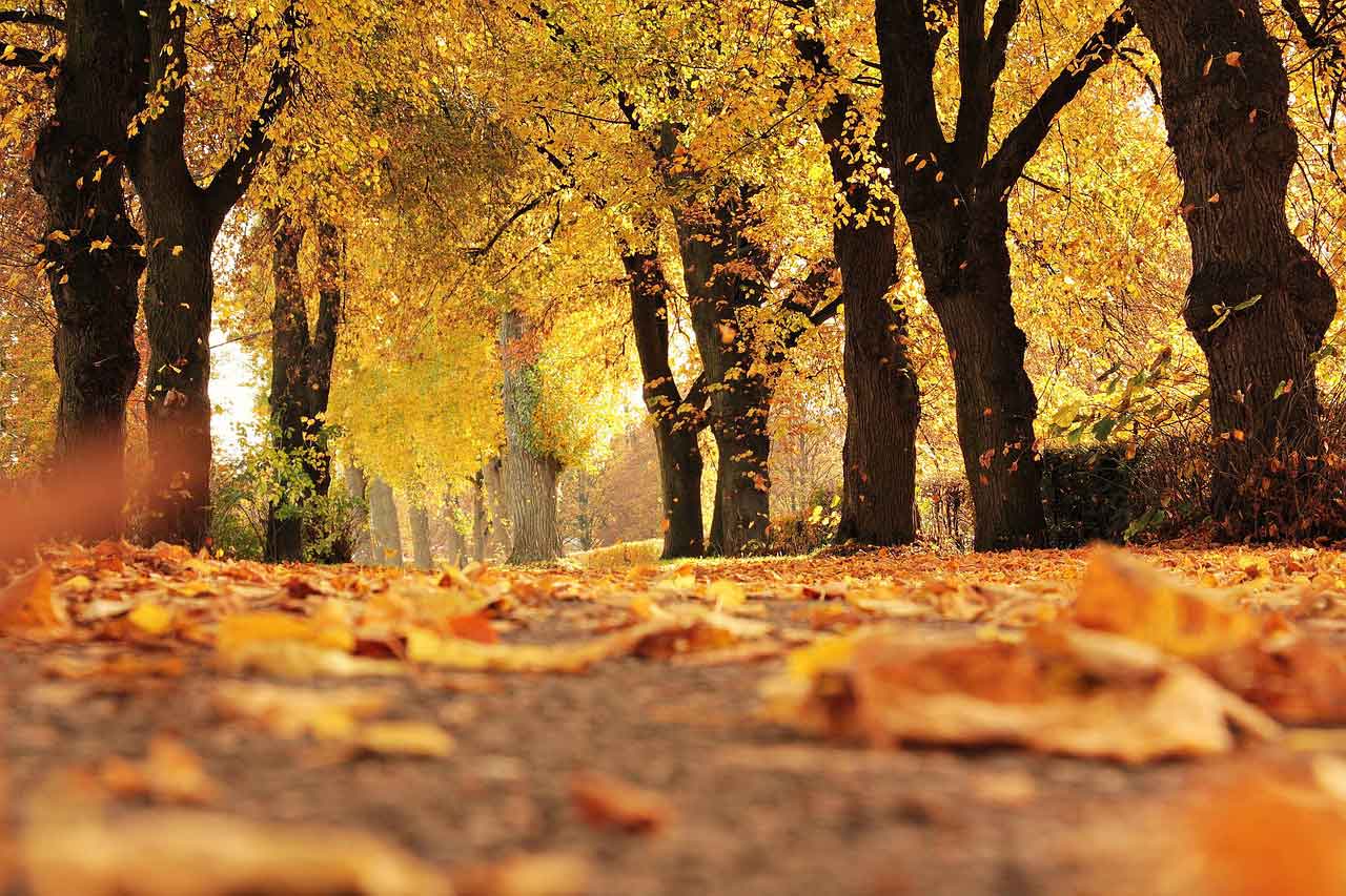 Chilworth Tree & History Walk