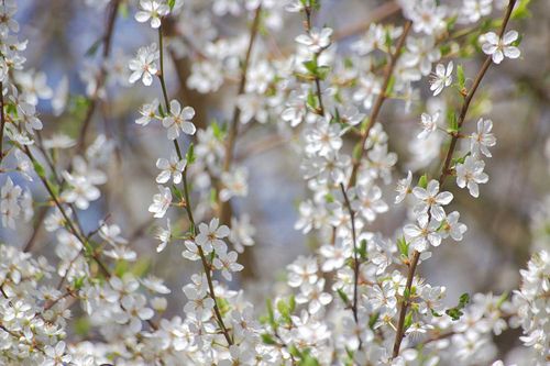 Hawthorn plant