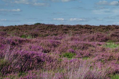a heathland common